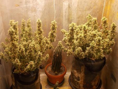 Og Double Kush - картинка 3