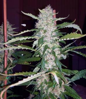 Pineapple Chunk - картинка 3