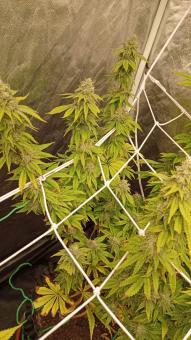 Crystal White Kush - картинка 1