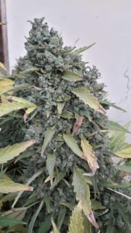 Warlock reg - картинка 6