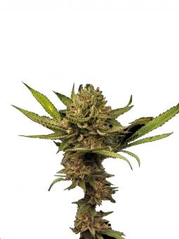 Ice Cream - картинка 3