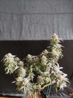 Sugar Bomb Punch - картинка 2