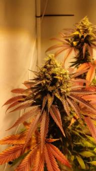 Passion Fruit - картинка 3