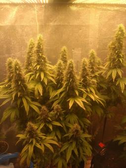 White Widow Auto - картинка 5