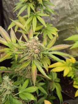 Gorilla Sherbet F1 Fast Version® - картинка 1