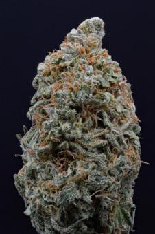 Shiskaberry - картинка 2