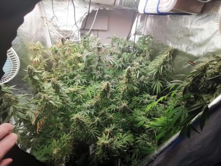 Anubis - картинка 4