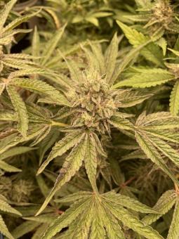 Brain Swirl genetics - картинка 3