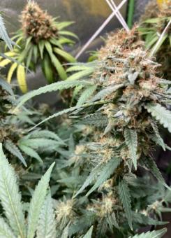 Shark - картинка 5