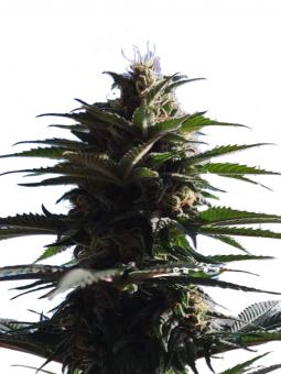 Olympia - картинка 1