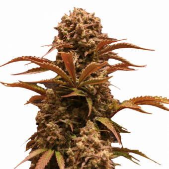 Purple Ryder Auto - картинка 2