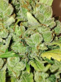 TnT Trichome - картинка 5