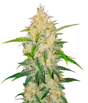 Zkittlez Auto - картинка 4