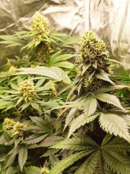 Hindu Kush Auto - картинка 3