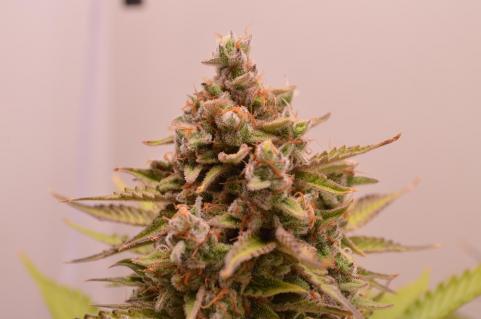 Girl Scout Cookies Auto - картинка 2