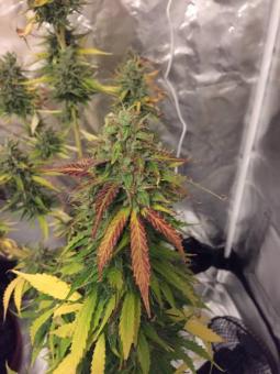 White Haze genetics - картинка 5