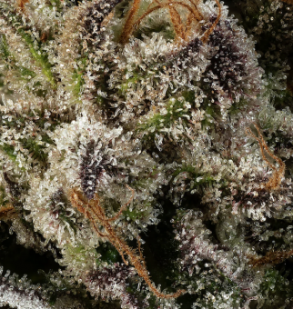 Watermelon - картинка 1