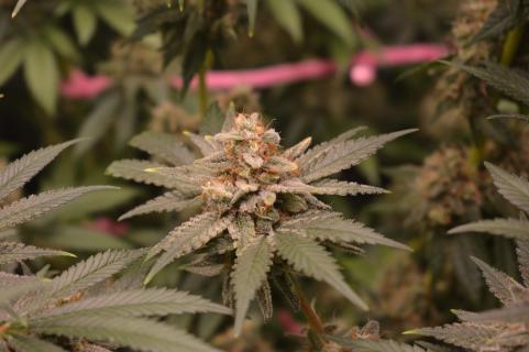 Chocobang - картинка 7