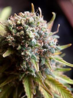 Auto Alpujarreña - картинка 5