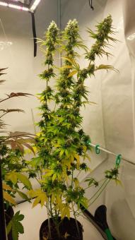 Wedding Cheesecake FF - картинка 3