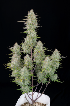 Wedding Cheesecake Auto - картинка 9