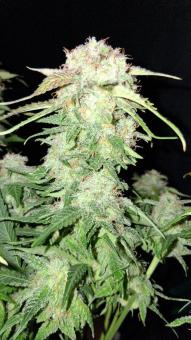 Blue Dream Auto - картинка 2