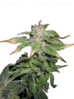 Black Jack Auto - картинка 1