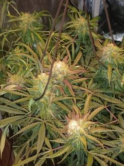 Critical Herer genetics - картинка 6