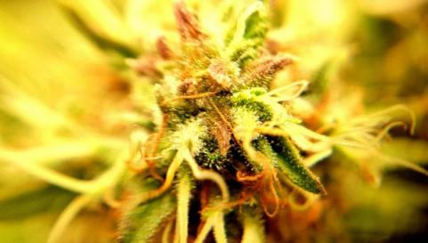 Jock Horror Auto - картинка 3