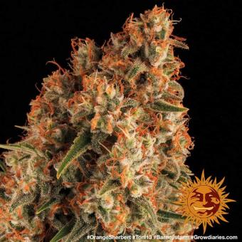 Orange Sherbert - картинка 10