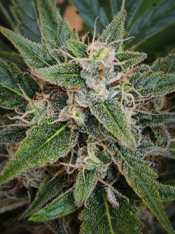 Chronic Ryder BX autofem - картинка 1