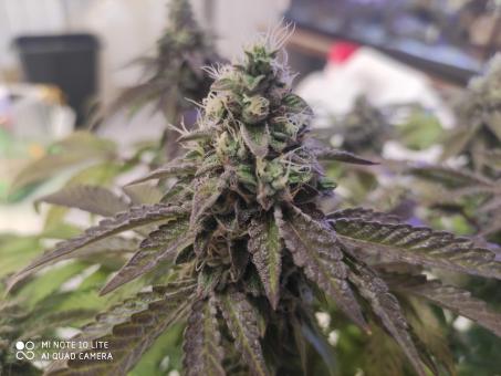 Sunset Paradise - картинка 3