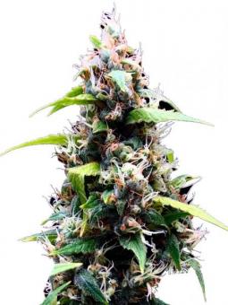 Sublimator Auto - картинка 1