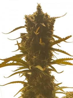 Smoothie Auto - картинка 5