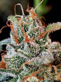 Guava x Gelato 41 Auto - картинка 5