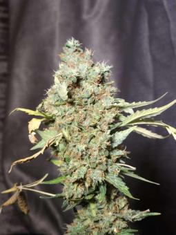 Purple OG Punch - картинка 4