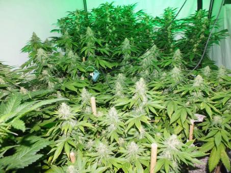 Space Cookies - картинка 6