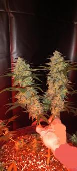 Original Auto AK - картинка 5