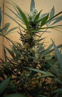 Jealousy Z XL Auto - картинка 1