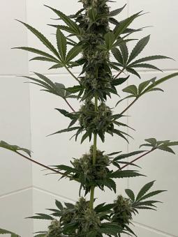 Super Lemon Haze Auto - картинка 4