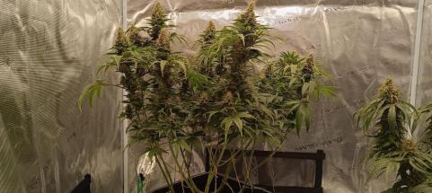 Ice Cream - картинка 3