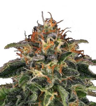 Moby Dick - картинка 1