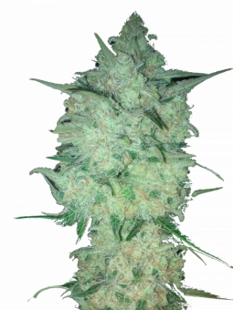 Critical genetics fem - картинка 1