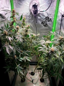 Diesel Fast F1 BX Regular - картинка 5