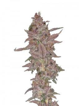 Satan’s Bride - картинка 1