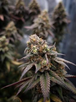 Rainbow Melon - картинка 2