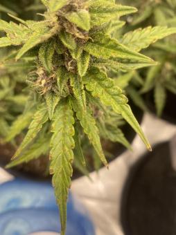 Auto Super OG Kush - картинка 4