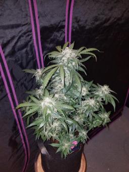 Tangie Auto - картинка 4