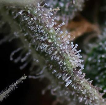 Black Toffee Auto - картинка 2