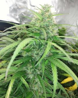 Sour Diesel Auto - картинка 2